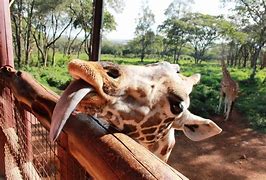 Image result for Zoo Door Handles South Africa