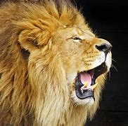 Image result for Do the Roar 4K