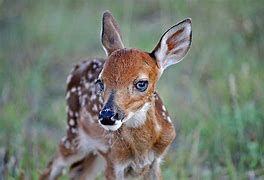 Image result for Whitetail Deer Fawn