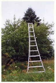 Image result for Apple Tree Ladder