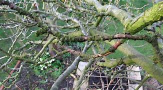 Image result for No Branch On Apple Tree
