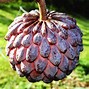 Image result for Sugar Apple Tree