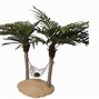 Image result for Palm Tree Display Case