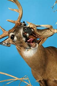 Image result for Funny Taxidermy Deer Mounts
