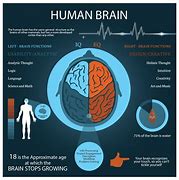Image result for Fun Facts About Right Brain