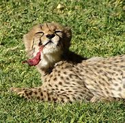 Image result for Animals That Only Eat Meat