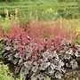 Image result for Heuchera Silver Gumdrop