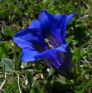 Image result for Gentiana acaulis Select