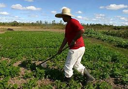 Image result for Agricultor