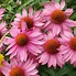 Image result for Echinacea purpurea Purity ®