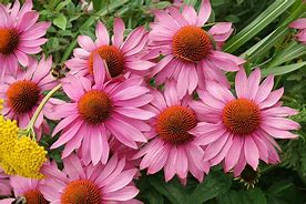 Echinacea purpurea Crazy Pink ® に対する画像結果