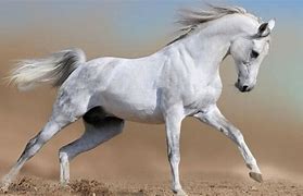 Image result for Arabian Horse Known For
