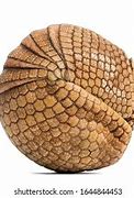 Image result for Armadillo Rolled Up