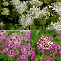 Image result for Astrantia major Star of Passion