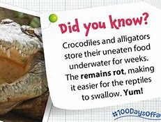 Image result for Alligator Facts Print Out