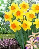 Image result for Narcissus Orange Sunset