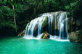 Image result for Tropical Paradise Jungle