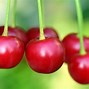 Image result for Chantal Cherry Cerise