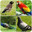 Image result for What Kind of Bird Make Loud Chirping