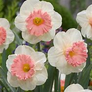 Image result for Narcissus Pink Parasol