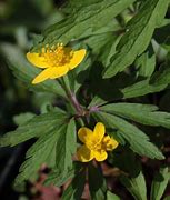 Image result for Anemone ranunculoides ssp. wockeana