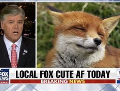 Image result for Fox Breaking News Meme