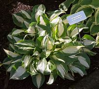 Image result for Hosta Half and Half