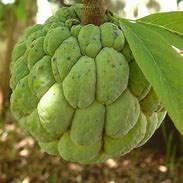 Image result for Sugar Apple Annona Squamosa Tree