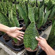 Image result for Tropical Nordic Snack Plant