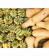 Image result for Gourd Squash