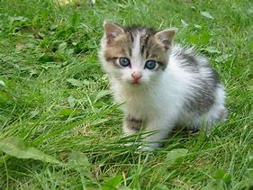 Image result for Stray Kitten