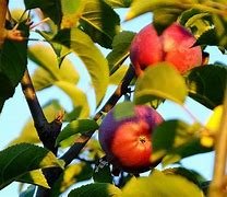 Image result for Little Red Apple Fruit Plants