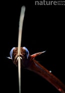 Image result for "nemichthys Curvirostris". Size: 130 x 185. Source: www.naturepl.com