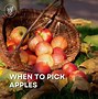 Image result for apples pick