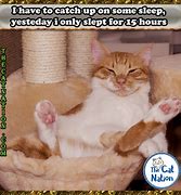 Image result for Funny Tired Cat Memes