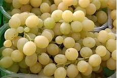 uva da tavola varieta uva da tavola uva uva da tavola varieta uva da tavola uva