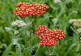 Résultat d’images pour Achillea filipendulina Helios