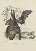 Image result for Vintage Bat Print