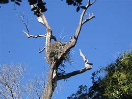 Image result for Harpy Eagle Nest