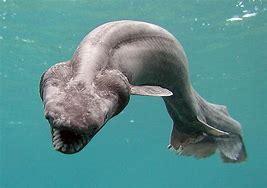 Image result for Poisonous Sea Creatures