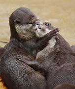Image result for Sea Otters Kissing