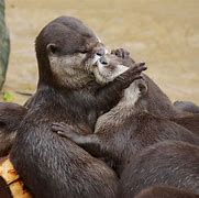 Image result for Cute Baby Animals Kissing