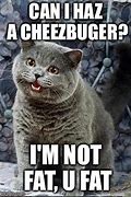 Image result for I Has Cheezburger Fat Cat