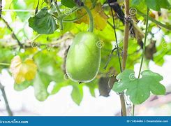 Image result for hairy melon