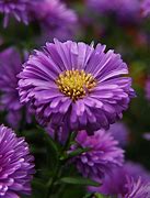 Image result for Aster Plant High Resolution