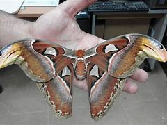 Image result for Biggest Insect On Earth