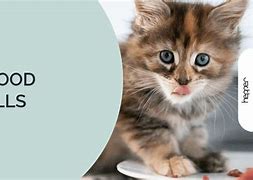 Image result for Recall Cat Food List