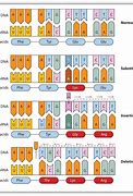 Image result for Gene Mutation Examples