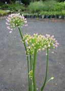 Image result for Allium In Orbit