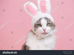 Image result for Cat Bunny Ears